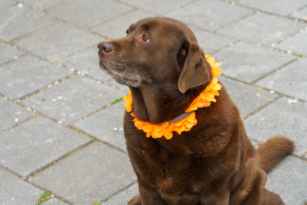 Koningsdag Vught - Raadhuis (52)